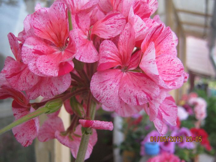 IMG_0006 - FLORILE  ANULUI  2013