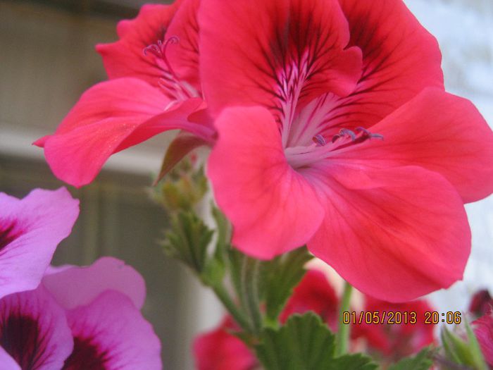 IMG_0010 - FLORILE  ANULUI  2013
