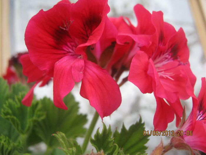 IMG_0011 - FLORILE  ANULUI  2013