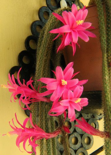 Aporocactus flagelliformis