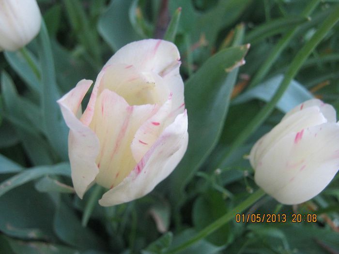 IMG_0024 - FLORILE  ANULUI  2013