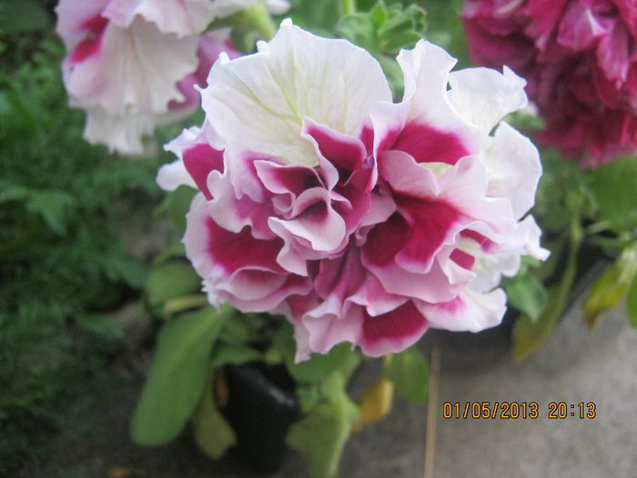 IMG_0043 - FLORILE  ANULUI  2013
