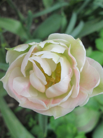 lalea parfumata - flori in jur de 1 mai 2013
