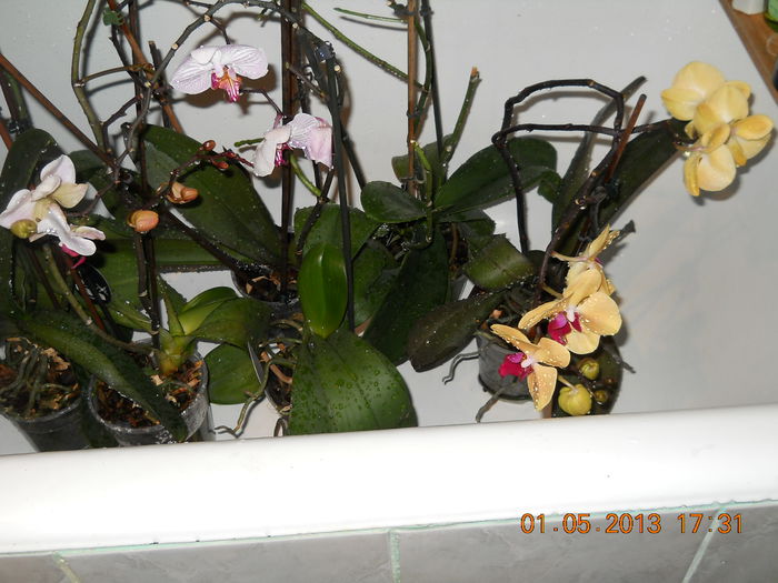 orhidee la dus - MAI 2013
