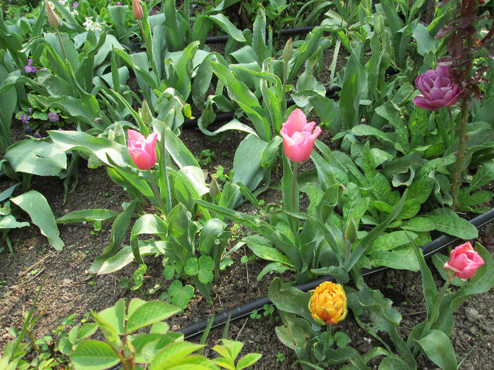 lalele - flori in jur de 1 mai 2013
