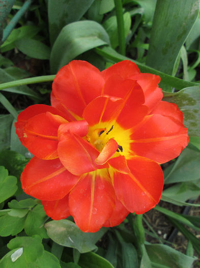 lalea - flori in jur de 1 mai 2013