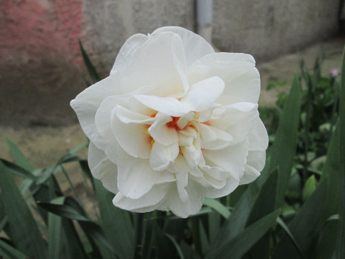 penultima narcisa - flori in jur de 1 mai 2013