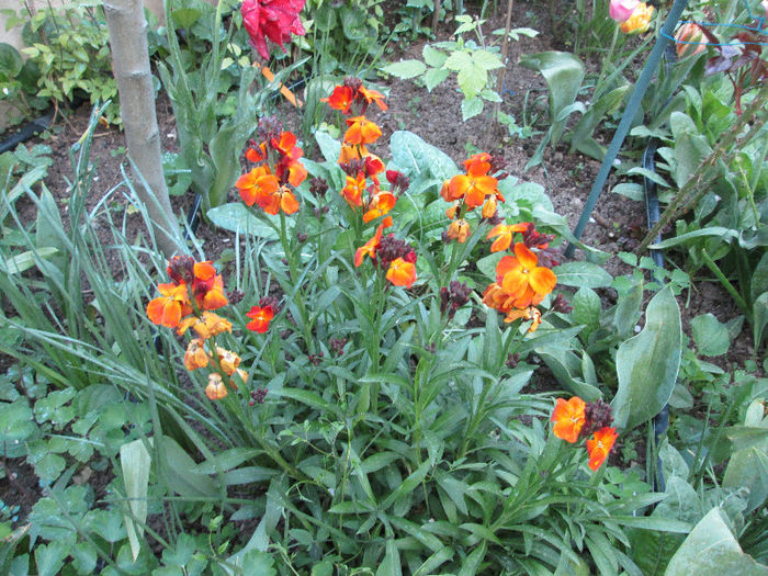 popular siboi - flori in jur de 1 mai 2013