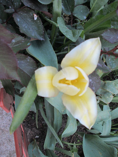lalea - flori in jur de 1 mai 2013