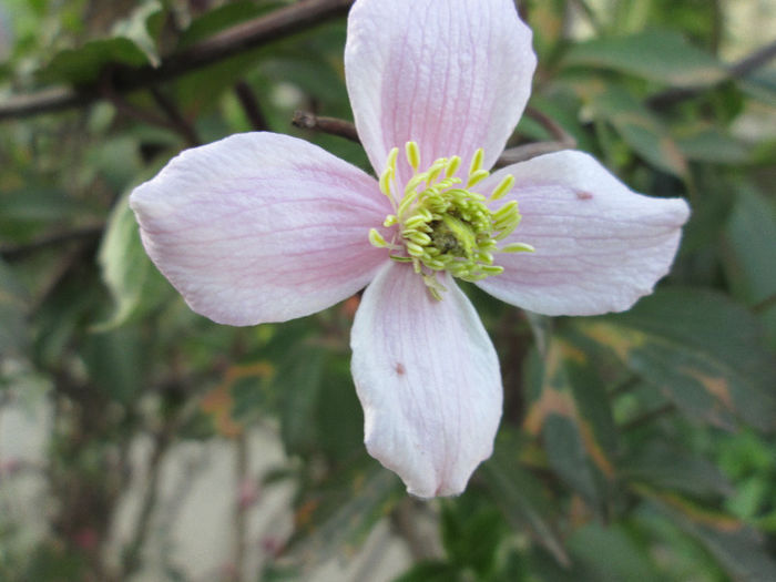 clematis viticela - flori in jur de 1 mai 2013