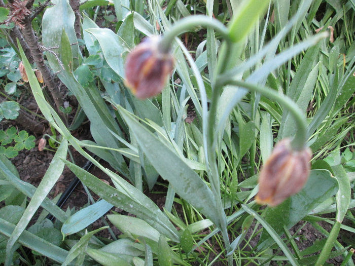 lalele - flori in jur de 1 mai 2013