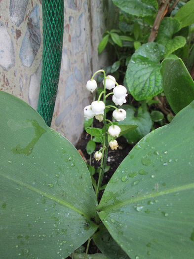 lacramioara alba - flori in jur de 1 mai 2013