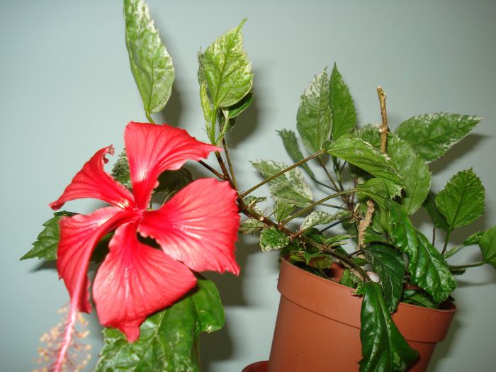 DSC06643 - HIBISCUS 2013