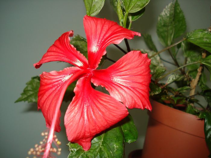 DSC06645 - HIBISCUS 2013