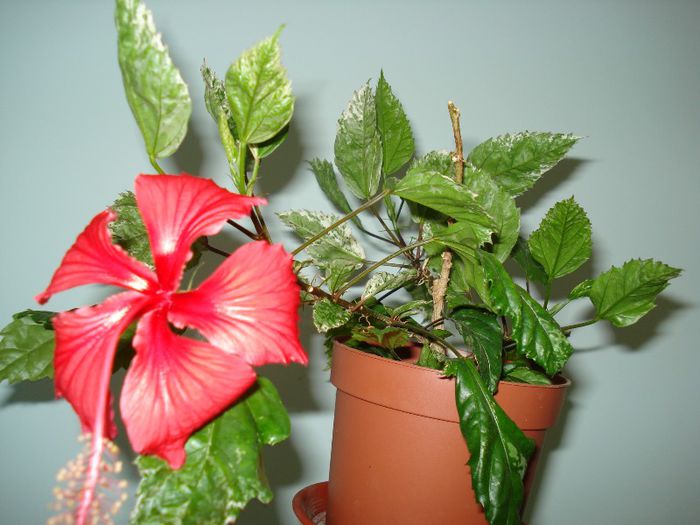 DSC06646 - HIBISCUS 2013