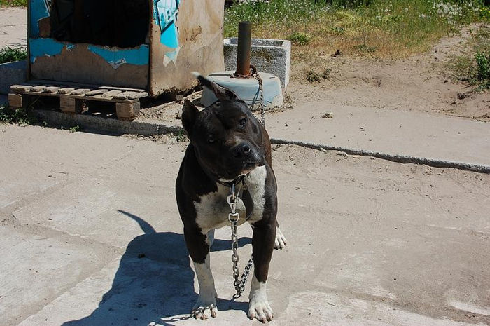 DSC_0127; Leo la 1mai 2013
