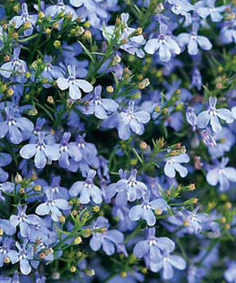 Lobelia curgatoare mix  30 seminte- 4 ron - Seminte de flori