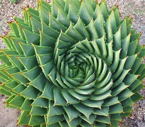 5 Seeds - Spiral Aloe - Aloe polyphylla - 010aloe poliphila