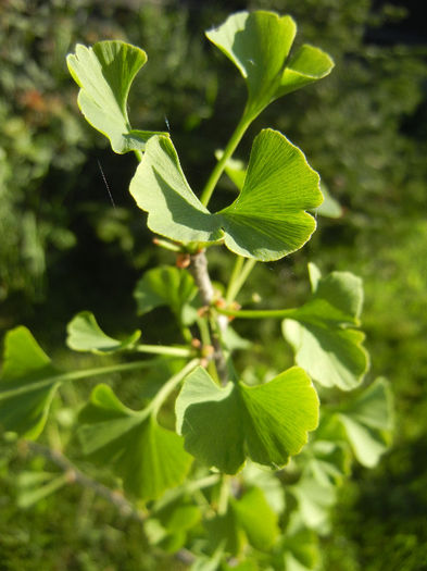 Gingko biloba (2013, May 01) - Gingko biloba