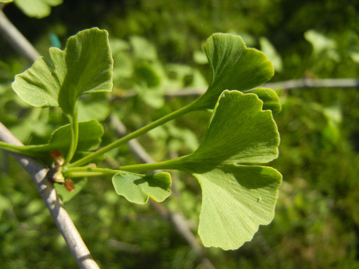 Gingko biloba (2013, May 01)