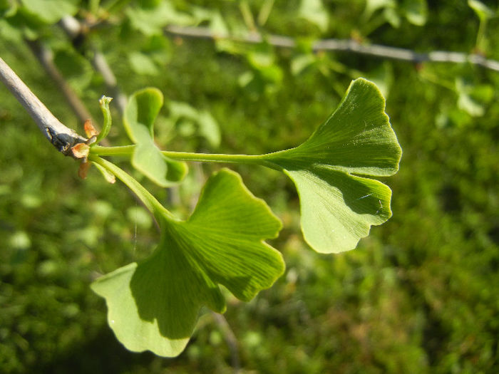 Gingko biloba (2013, May 01)