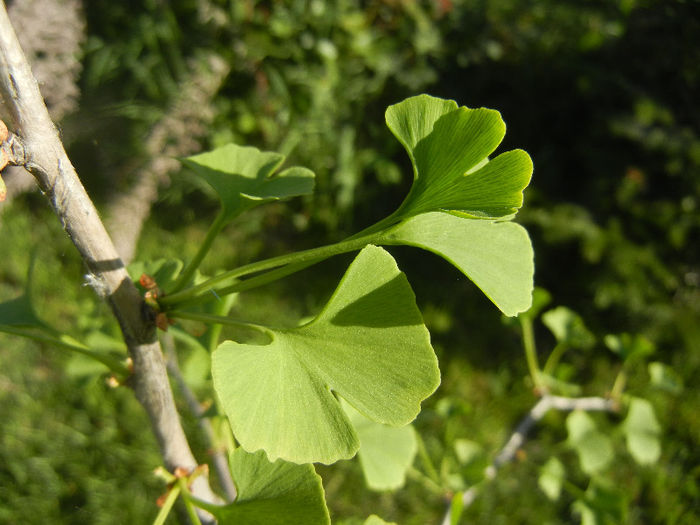 Gingko biloba (2013, May 01)