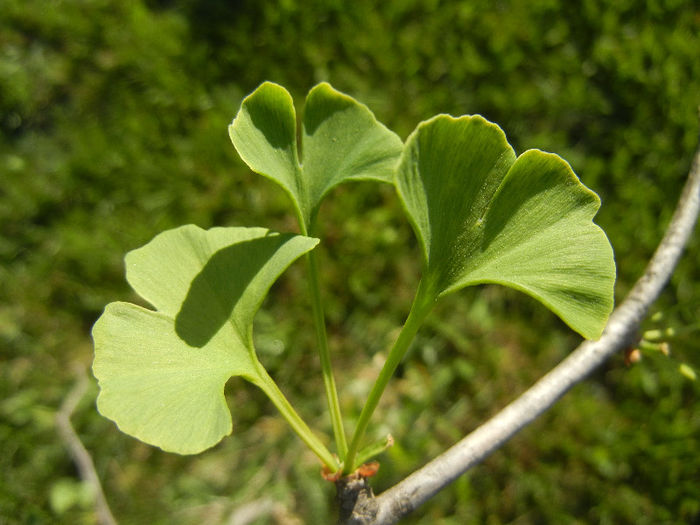 Gingko biloba (2013, May 01) - Gingko biloba