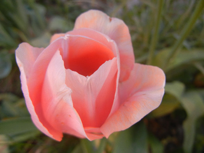 Tulipa Menton (2013, May 01)