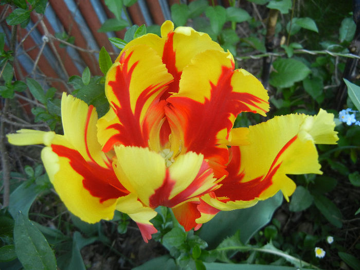 Tulipa Texas Flame (2013, May 01)