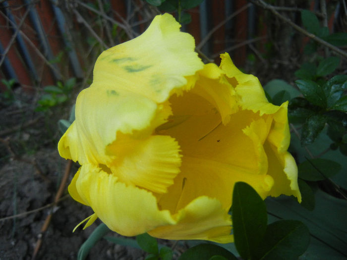 Tulipa Texas Gold (2013, May 01) - Tulipa Texas Gold