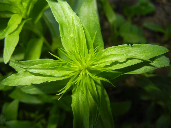 Dianthus barbatus (2013, May 01) - Dianthus Barbatus