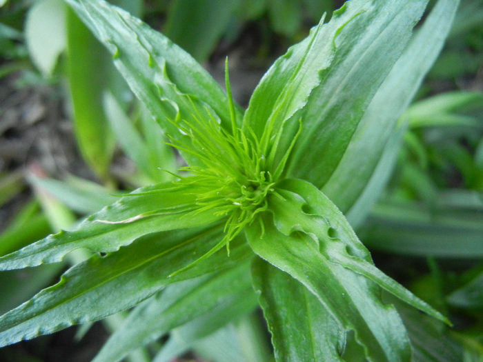 Dianthus barbatus (2013, May 01) - Dianthus Barbatus