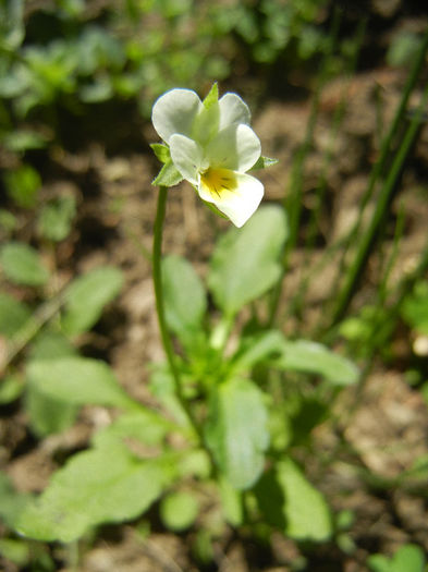 Field Pansy (2013, Apr.26) - Viola arvensis_Field Pansy