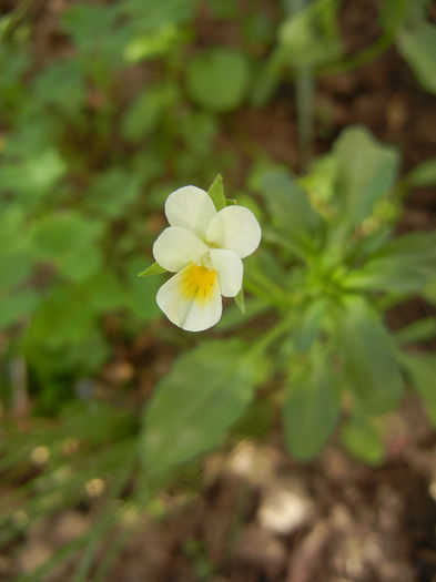 Viola arvensis (2013, Apr.30)