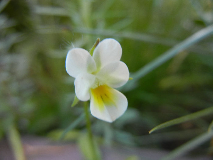 Viola arvensis_Field Pansy ('13, May 01) - Viola arvensis_Field Pansy