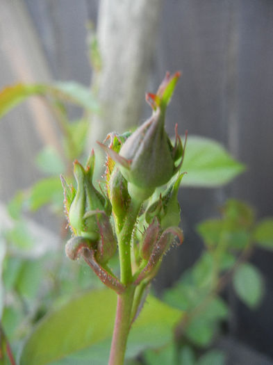 Rose Leipzig (2013, May 01)