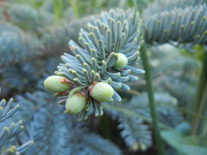 Abies procera Glauca (2013, May 01)