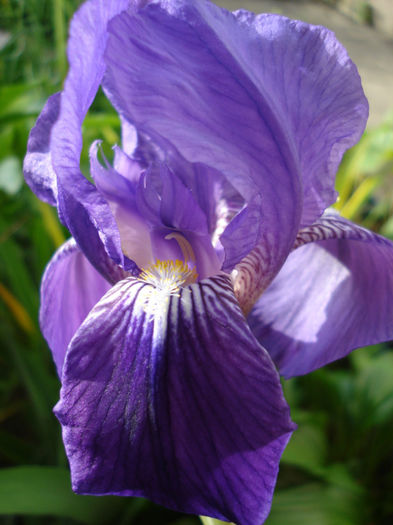 Iris intermedia