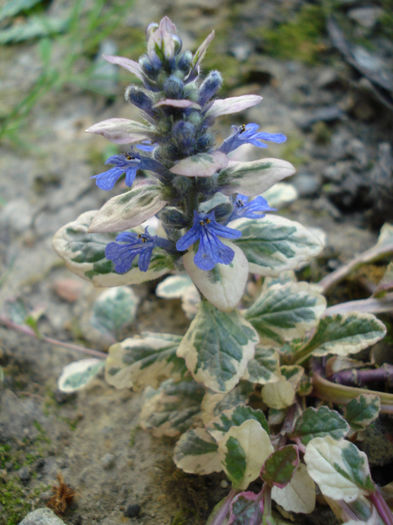Ajuga reptans Burgundy Glow; multumesc Gabiuta!
