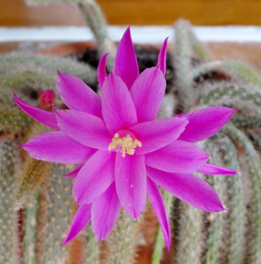 Aporocactus flagelliformis - Cactusi si altele