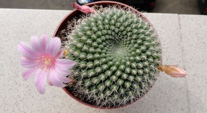 Rebutia (hibrid) - Cactusi si altele