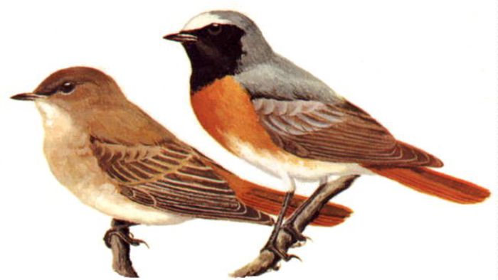 Redstart ( Phoenicurus phoenicurus); Preluata de la http://www.dungevalley.co.uk/
