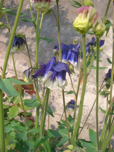 Aquilegia - primavara 2013