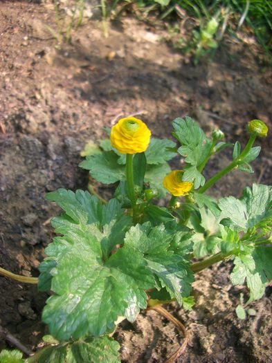 ranunculus