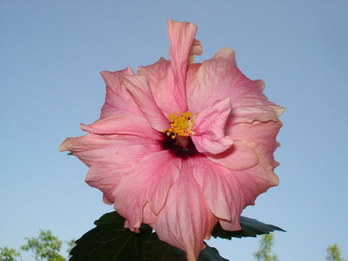 DSC06654