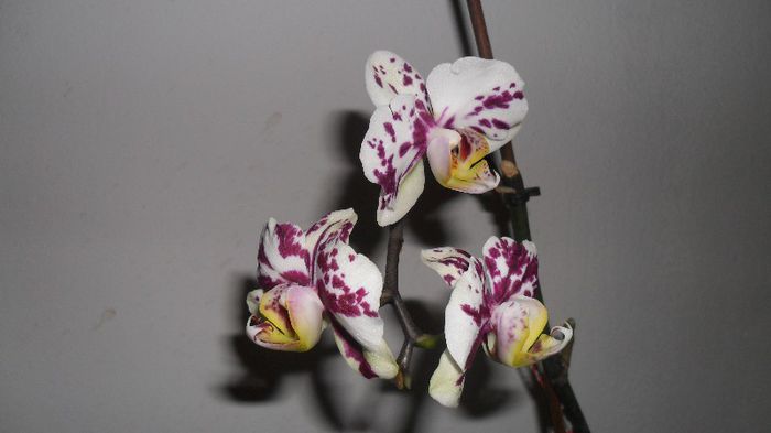 orhideele mele