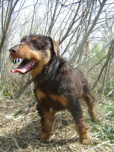 Sarreti Vadasz Celli