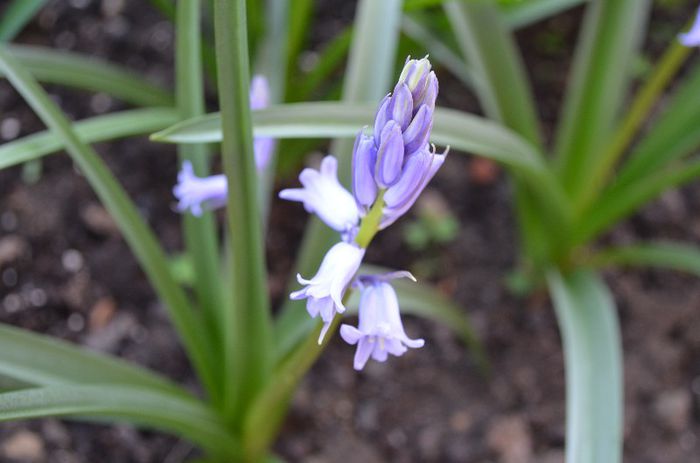 DSC_0956 - 1Gradina mult visata