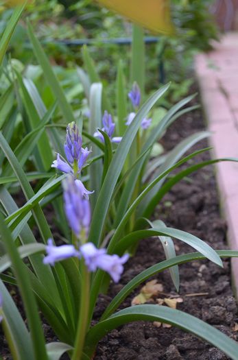 DSC_0957 - 1Gradina mult visata