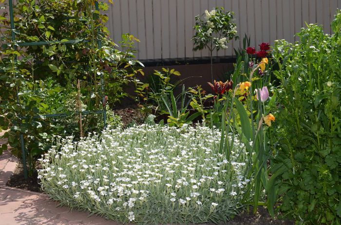 DSC_0962 - 1Gradina mult visata